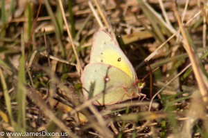 Orange Sulphur Two Rivers Park December 2011 09565
