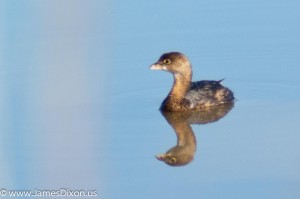 Pied-billed Grebe Two Rivers Park December 2011 09527