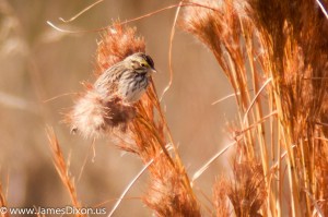 Savannah Sparrow Two Rivers Park December 2011 09555