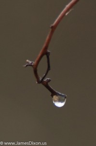 dew drop Two Rivers Park December 2011 09522