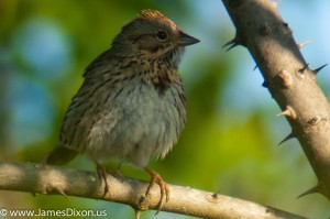 Lincoln's Sparrow Burns Park April 2012 03032