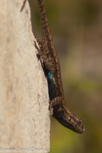 Prairie Lizard Pinnacle Mountain SP April 2012 02971
