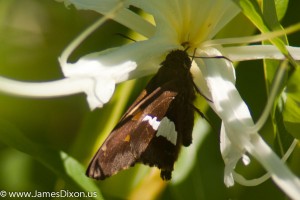 Silver-spotted Skipper Pinnacle Mountain SP April 2012 02925