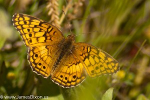 Variegated Fritillary Burns Park April 2012 03102