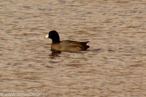 American Coot Cook's Landing November 2011