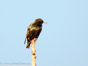 European Starling Two Rivers Park December 2012 0215