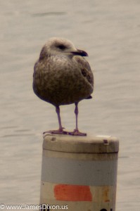 Lesser Black-backed Gull Lake Dardanelle January 2013 06856