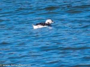 Long-tailed Duck Lake Maumelle January 2014 4833