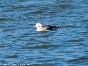 Long-tailed Duck Lake Maumelle January 2014 4844