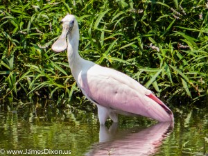 Roseate Spoonbill Desha County August 2014 1319