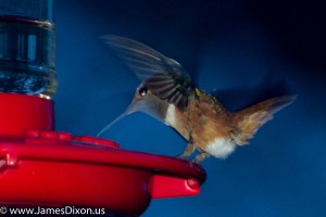 Rufous Hummingbird Stout House December 2015 0006