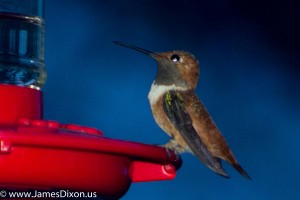 Rufous Hummingbird Stout House December 2015 0007