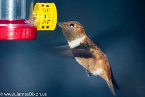 Rufous Hummingbird Stout House December 2015 0012