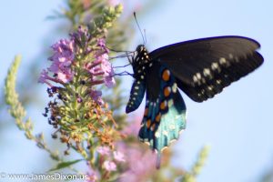 Pipevine Swallowtail River Ridge Observatory August 2016 1290
